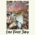 Casa Forest Jump